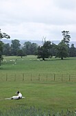 Windhund auf Rasen vor einer Wiese mit Schafherde