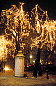 Trees decked with Christmas lights in the snow