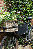 Flowers in bicycle pannier leaning on ivy-covered wall