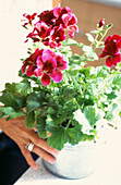 Woman holds red summer blossoms