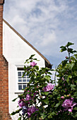 Außenansicht eines historischen Hauses mit blühendem Rosenstrauch