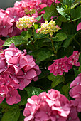 Nahaufnahme einer hellrosa blühenden Hydrangea macrophylla