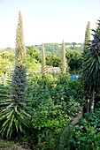 Plants and flowers in overgrown garden