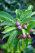 Berries and leaves of tree