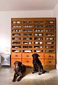 Two brown dogs in front of kitchen cupboard