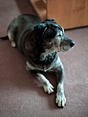 Pet dog lies on floor of Suffolk home England UK looking away