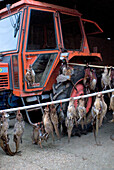 Dead pheasants hang from tractor in rural Suffolk England UK
