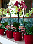 Orchids reflected in mirror above mantelpiece in rural Suffolk home England UK