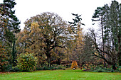 Winter trees in grounds of Forest Row country house, Sussex, England, UK