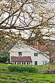 Detached Suffolk house seen through branches of tree in back garden, England, UK