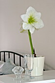 Flowering houseplant on bedside in London home, England, UK