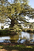 Tree beside lake in grounds of Suffolk country house, England, UK
