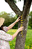 Frau, die eine Kette von Hahnenfußblüten (Ranunculus) auf einem Baum in Brecon, Powys, Wales, UK, ausruht