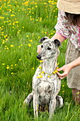 Woman placing buttercup chain (Ranunculus) on dog, Brecon, Powys, Wales, UK
