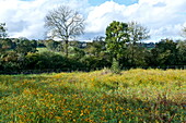 Feld mit Wildblumen im ländlichen Blagdon, Somerset, England, UK