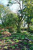 Woodchip in grounds of rural garden in Blagdon, Somerset, England, UK