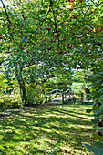 Weißdorn (Crataegus), Blätter und Beeren in ländlicher Umgebung in Blagdon, Somerset, England, UK
