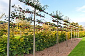 Fruit vines in grounds of rural garden in Blagdon, Somerset, England, UK