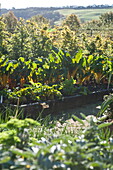 Root vegetables grow in raised bed of kitchen garden, Blagdon, Somerset, England, UK