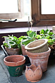 Succulent plants and terracotta pots in greenhouse interior, Blagdon, Somerset, England, UK