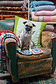 Hund auf altem Ledersessel mit gehäkelter Decke in Tregaon shop interior Wales UK