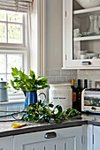 Bay leaves and holly on worktop in kitchen of Crantock home Cornwall England UK