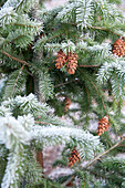 Tannenzapfen auf einem Baum in Hawkwell Weihnachtsbaumfarm Essex England UK Douglasie Psuedotsuga menziesii Ein wunderschöner Baum mit viel Duft, aber nicht so straff geformt