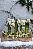 Hyacinth (Hyacinthus) and daffodils (Narcissus) in wooden crate London England UK