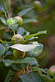 Äpfel und Blätter im Garten von East Grinstead Sussex England UK