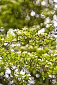 Blossoming tree in Sussex garden springtime England UK