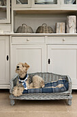 Pet dog in Penzance farmhouse kitchen Cornwall England UK