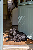 Dog sitting on door mat in front door of Helston home Cornwall UK