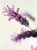 Sprigs of lavender against a white background 