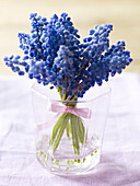 Blaue Hyazinthe mit Schleife im Glas