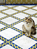 Cat sits on blue and white tiled floor Morocco North Africa