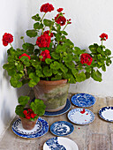 Flowering Geranium with blue and white plates Spain
