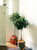 Alternative Christmas trees at open door
