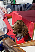 Dog in neckerchief on deck of Picnic Boat Dartmouth Devon England UK