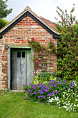 Rosenspalier auf gemauertem Schuppen im Garten von Bishops Sutton in Alresford, Hampshire, England, UK
