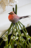 Robin with mistletoe on mantlepiece in London home, England, UK