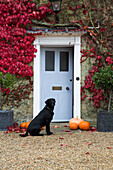 Schwarzer Labrador sitzt mit Kürbissen auf der Kiesauffahrt vor dem Eingang eines Londoner Hauses im Herbst, England, UK