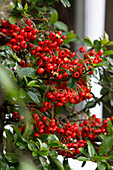 Beeren von roten Johannisbeeren (Ribes rubrum) an der Fassade eines Londoner Hauses, Großbritannien