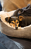 Dog in basket in Gloucestershire cottage UK