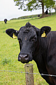 Cow at barbed wire fence in Devon countryside UK