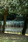 Pflanzen am Flussufer im Schatten von Bäumen Surrey UK