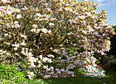 Magnolienblüte mit Häkeldecken im Garten auf der Isle of Wight, UK