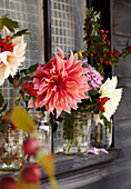 Dahlias and hawthorn in glass jars on a window ledge