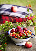 Geerntete Früchte und Beeren, Victoria Pflaumen, Äpfel, Hagebutten auf einer Bank im Garten mit Decken