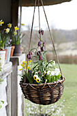 Artisan Easter hanging basket filled with spring flowers