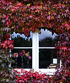 Außenansicht des Hauses und Fenster mit herbstlichem Wildem Wein (Virginia Creeper) mit Dahlienblüten durch das Fenster